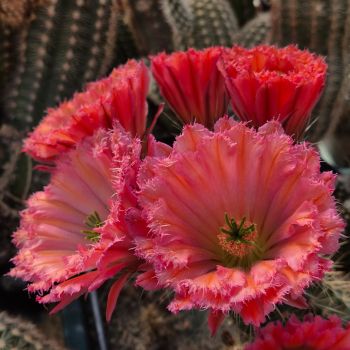 Preview: Echinocereus fabella (plomreichii) gerüschte Blüte
